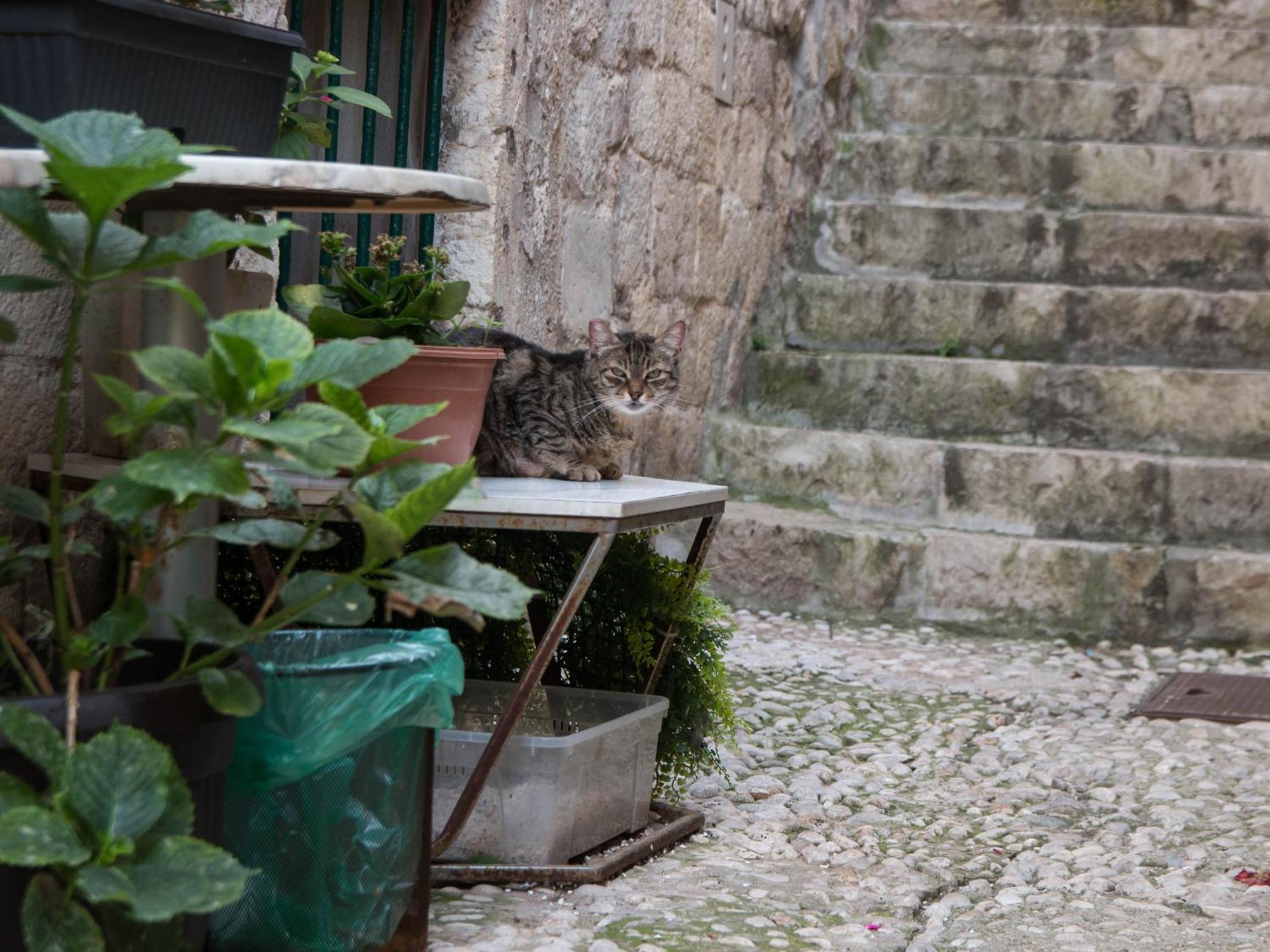 Apartmán Belissima Ella Dubrovník Exteriér fotografie